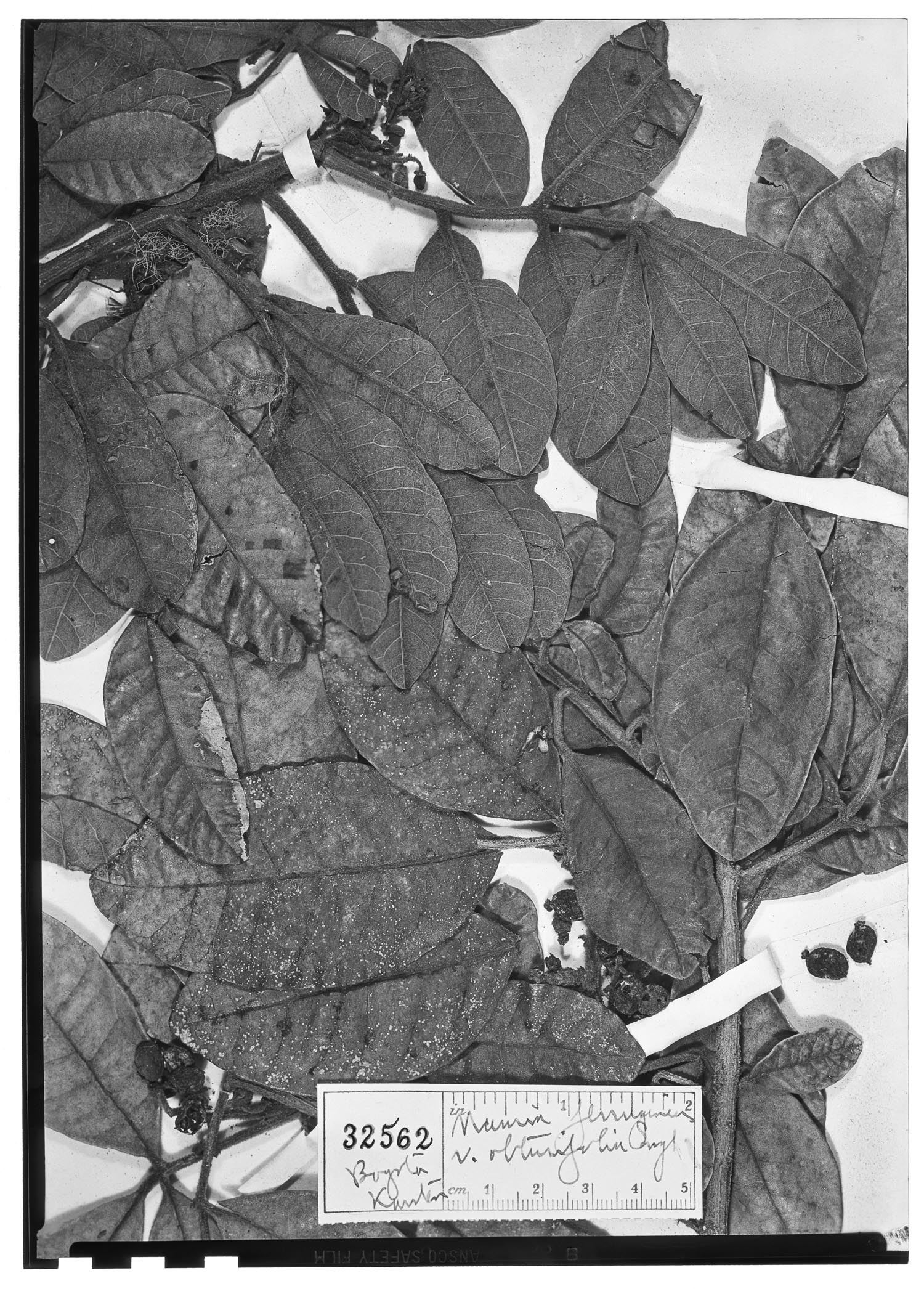 Mauria obtusifolia image