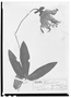 Passiflora gritensis image