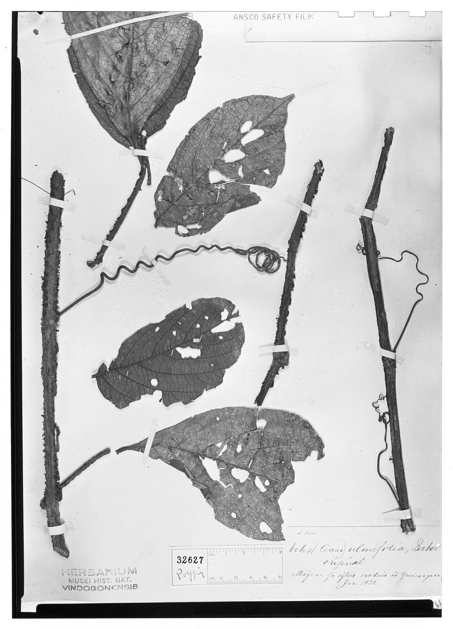Vitis ulmifolia image