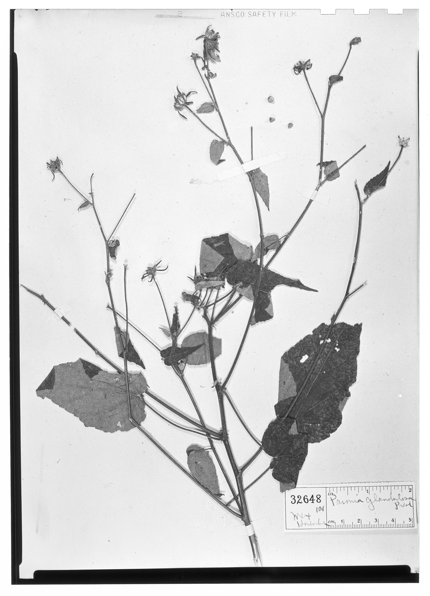 Pavonia glandulosa image