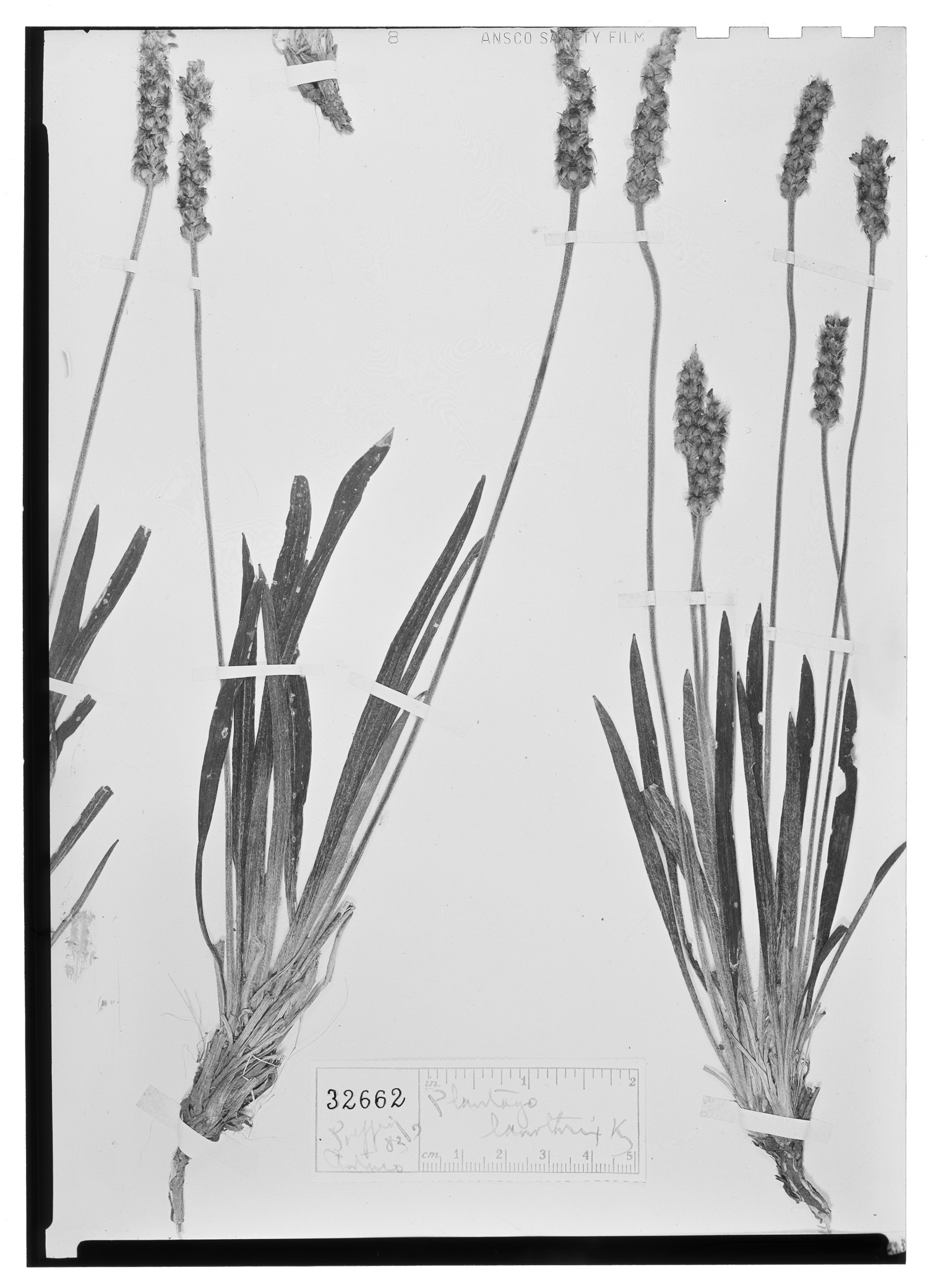 Plantago lasiothrix image