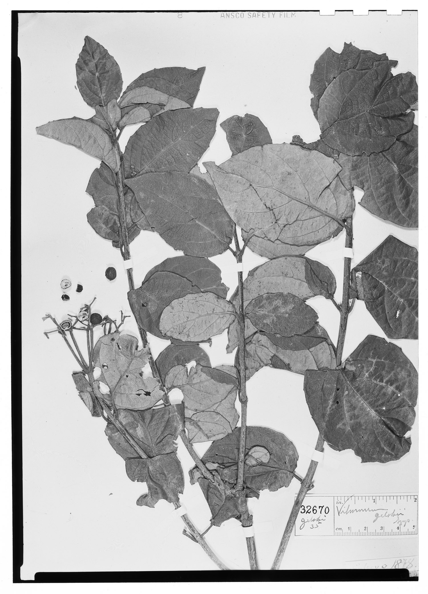 Viburnum jelskii image