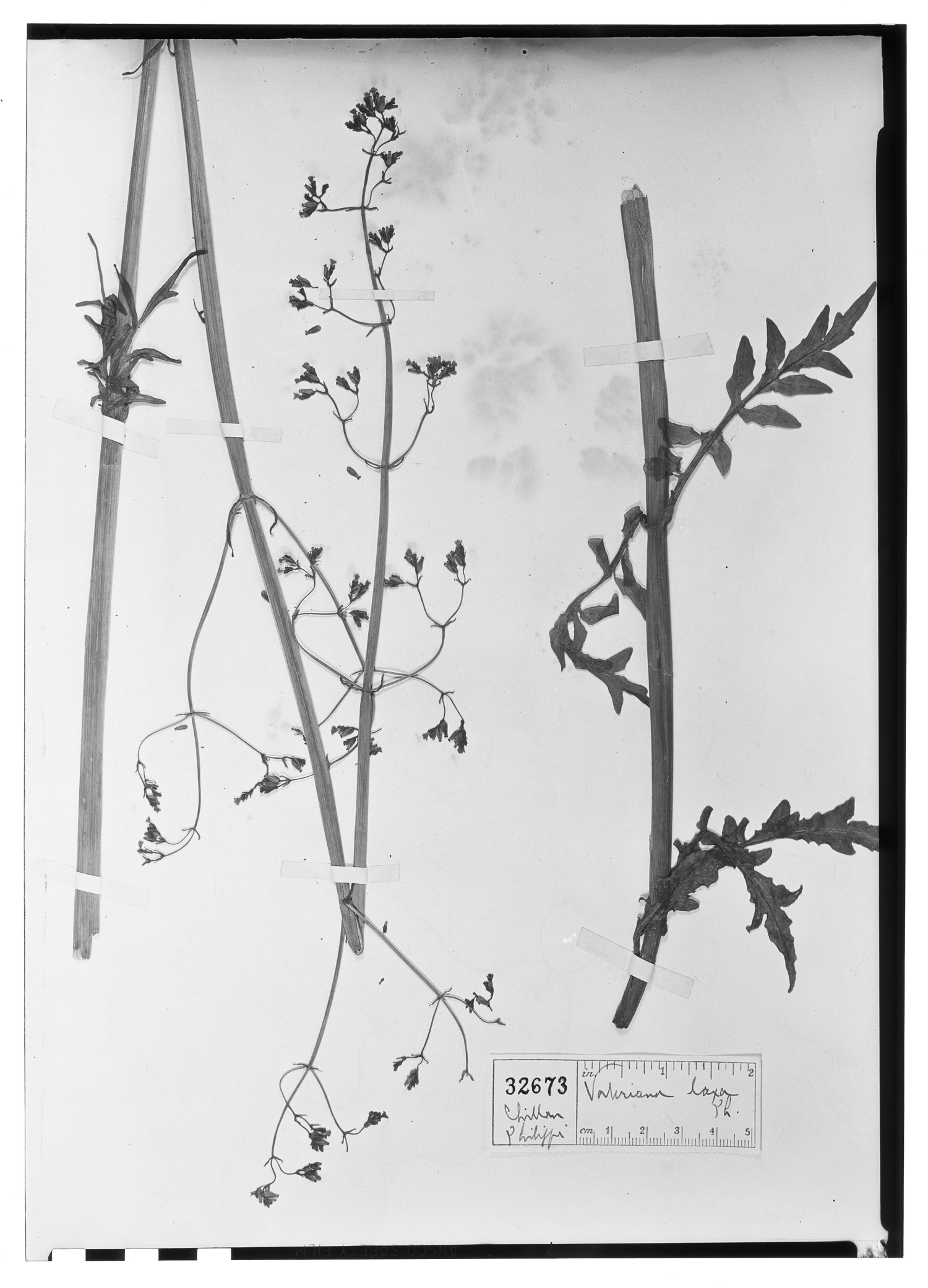 Valeriana laxiflora image