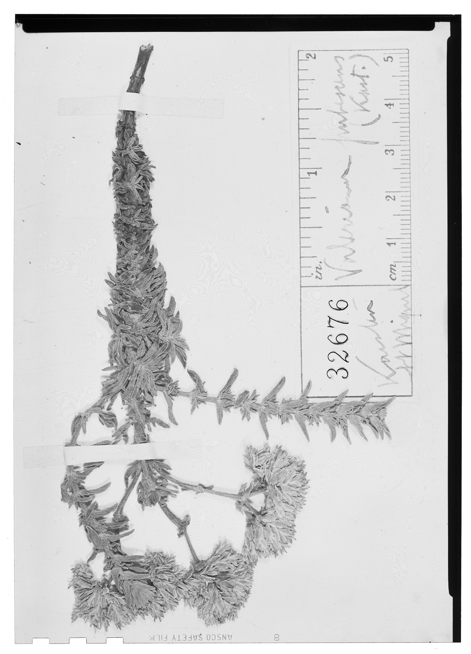 Valeriana pubescens image