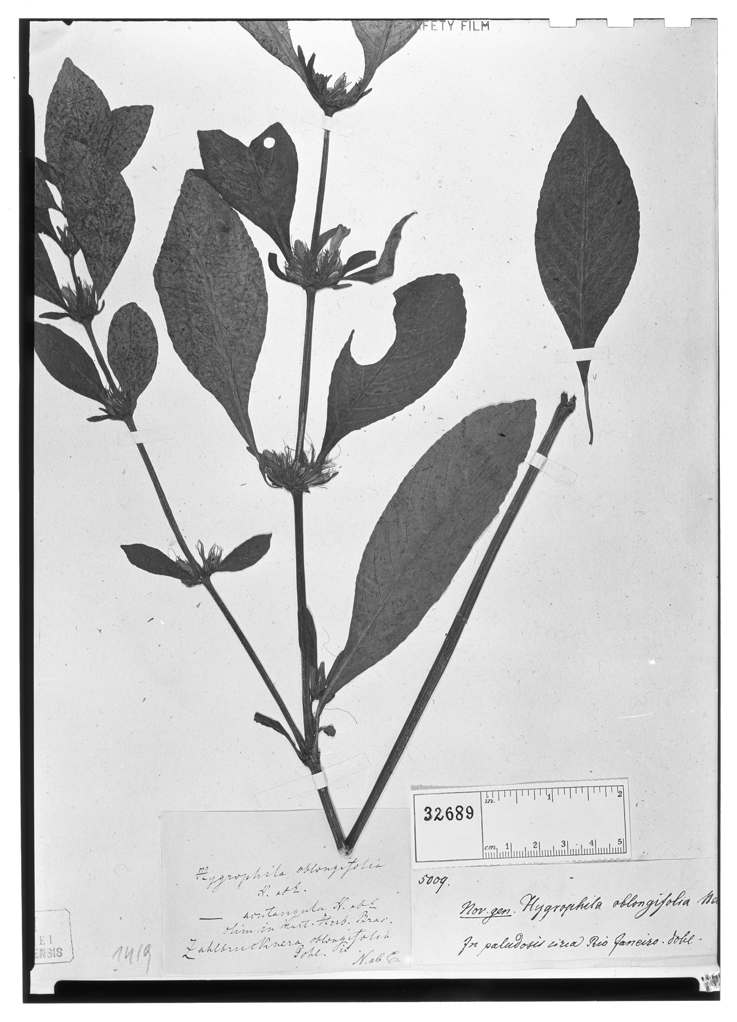 Hygrophila oblongifolia image