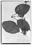 Mendoncia orbicularis image