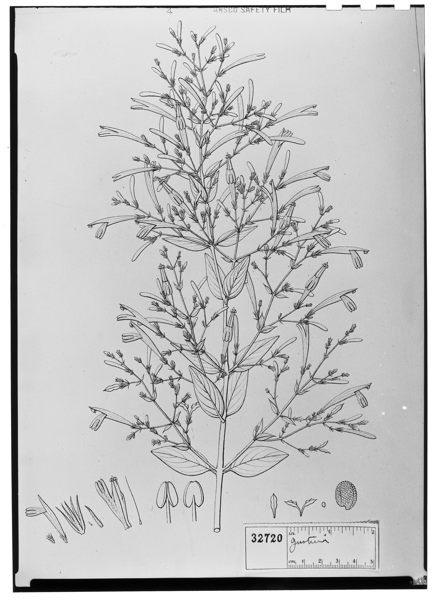 Geissomeria pubescens image