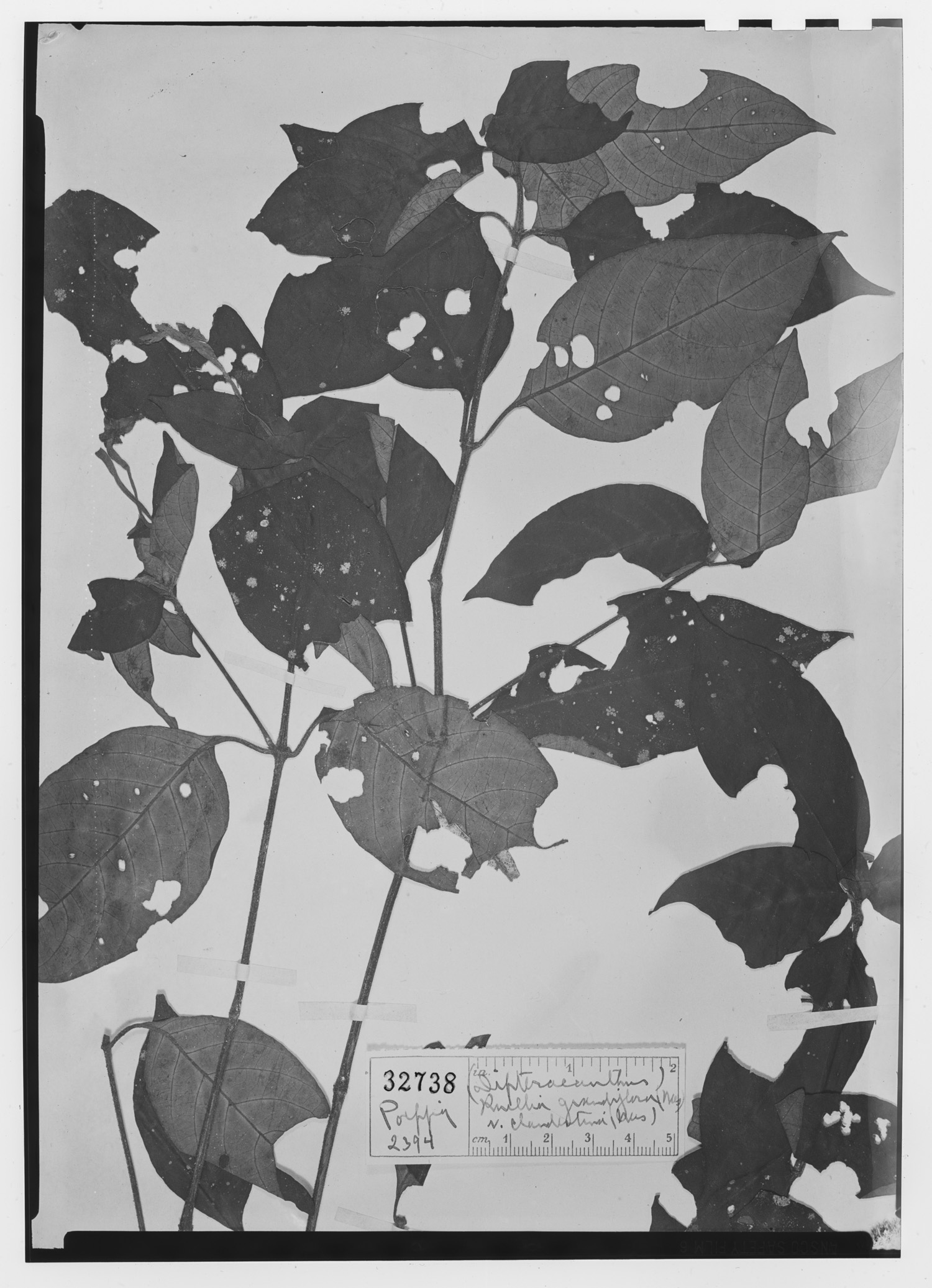 Ruellia grandiflora image