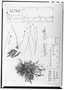 Utricularia pubescens image