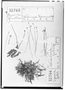 Utricularia spruceana image