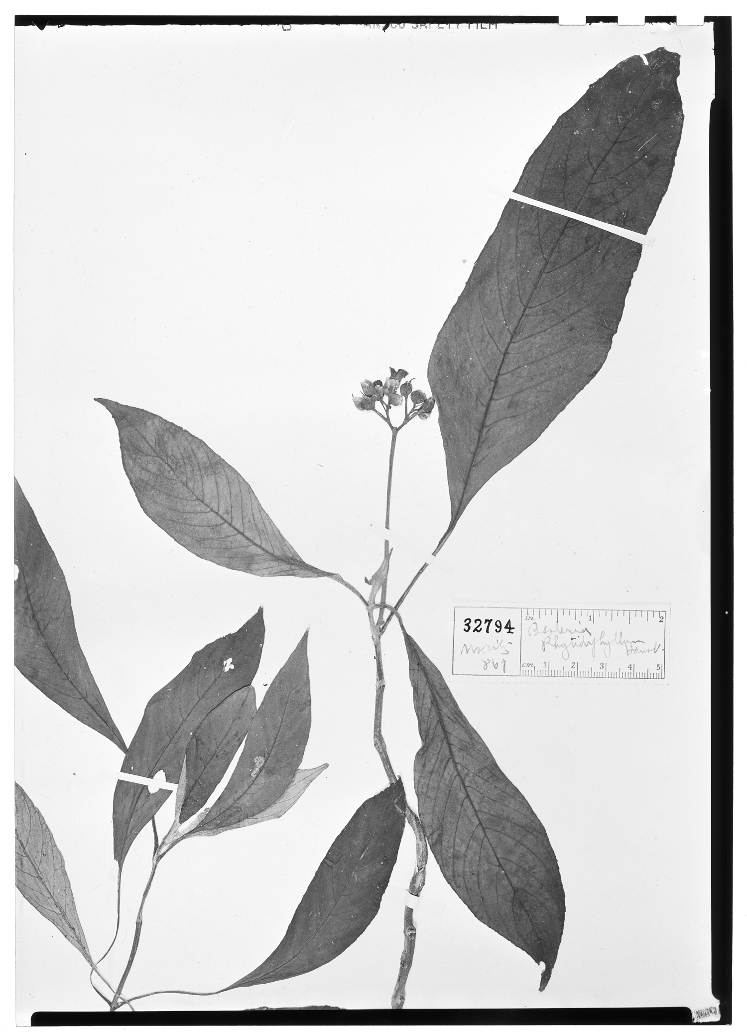Besleria rhytidophyllum image