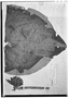 Drymonia urceolata image
