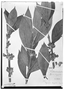 Paradrymonia longifolia image