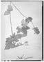 Heppiella parviflora image