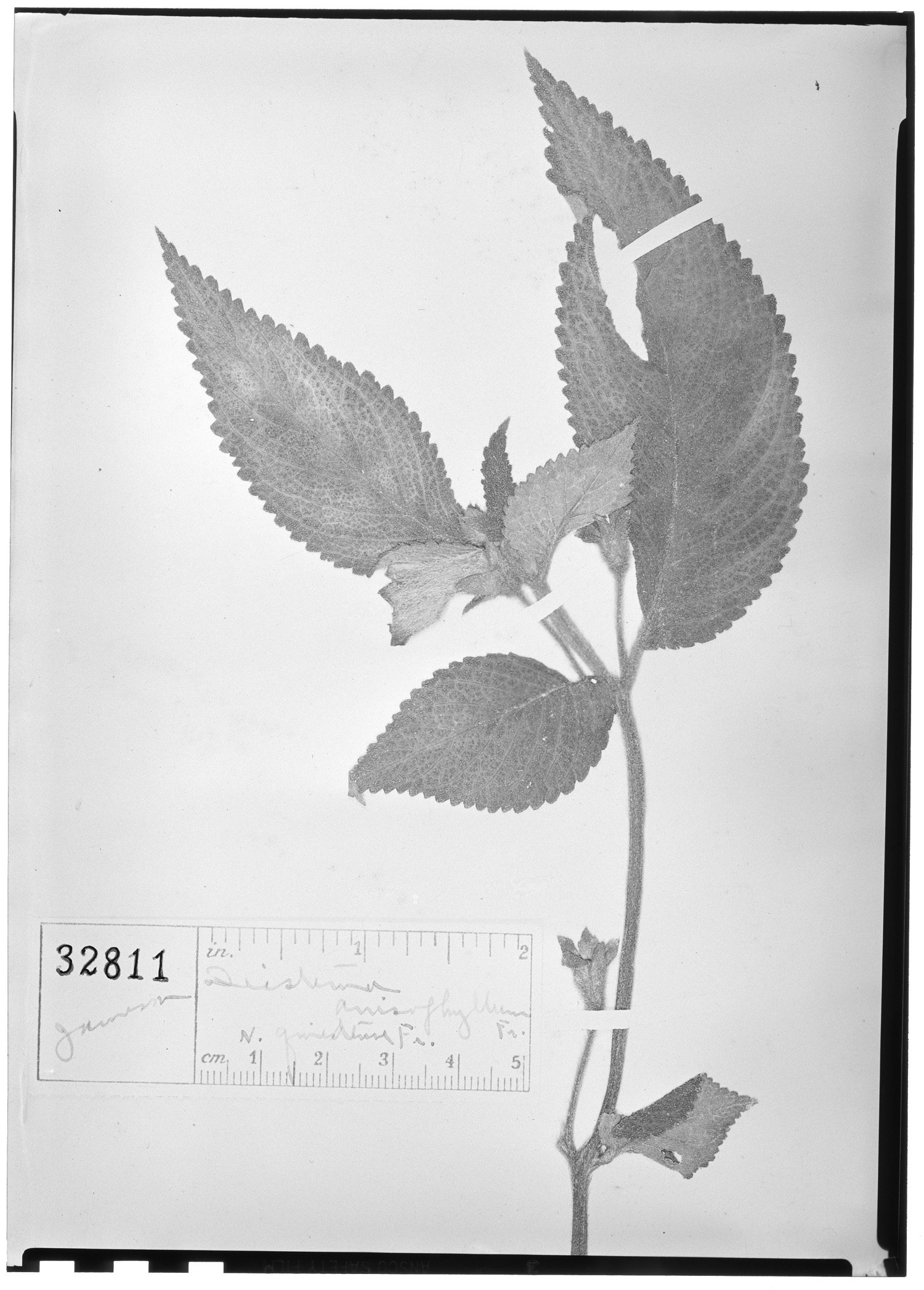 Kohleria villosa var. anisophylla image
