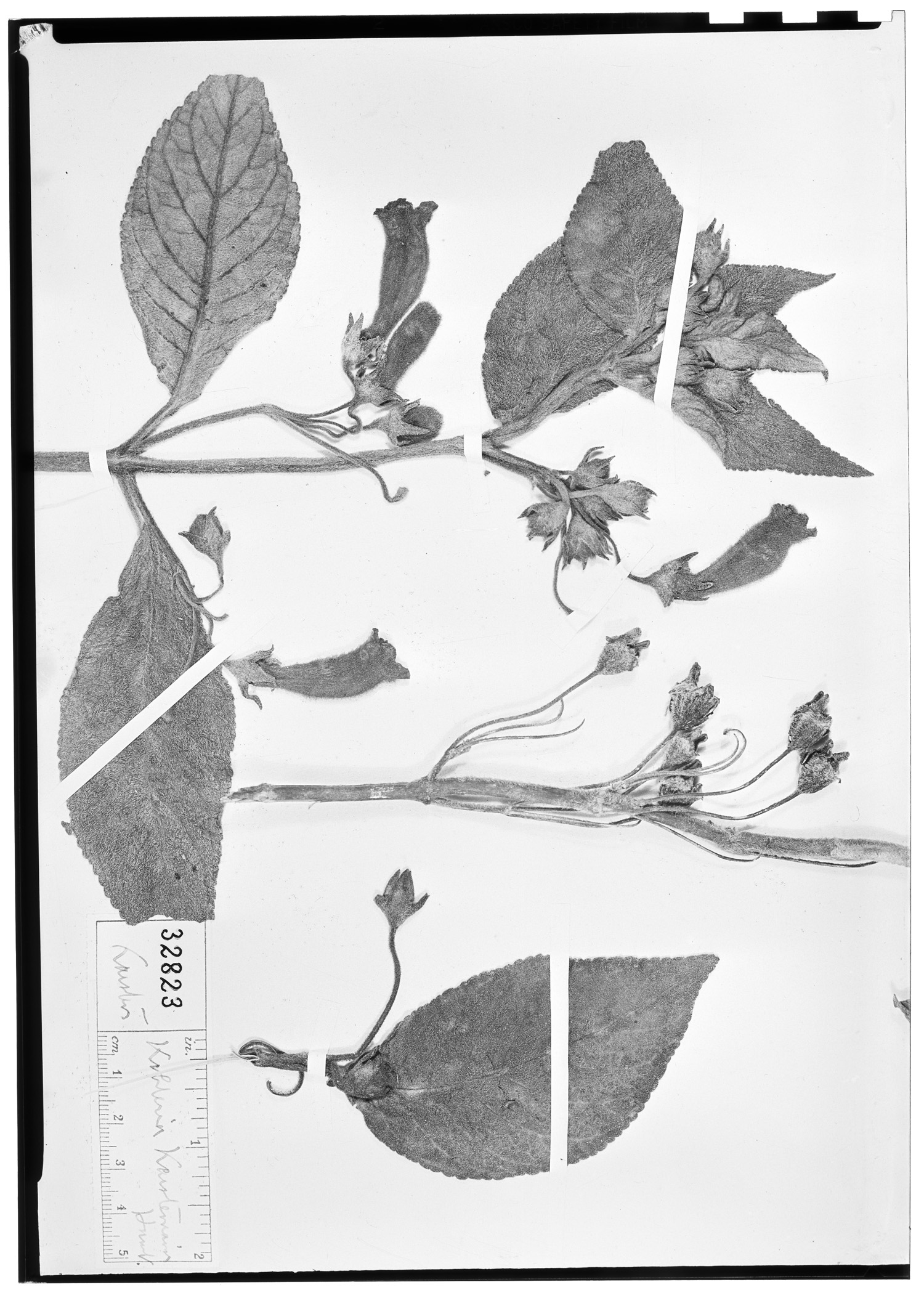 Kohleria hirsuta var. longipes image