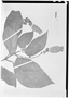 Kohleria affinis image