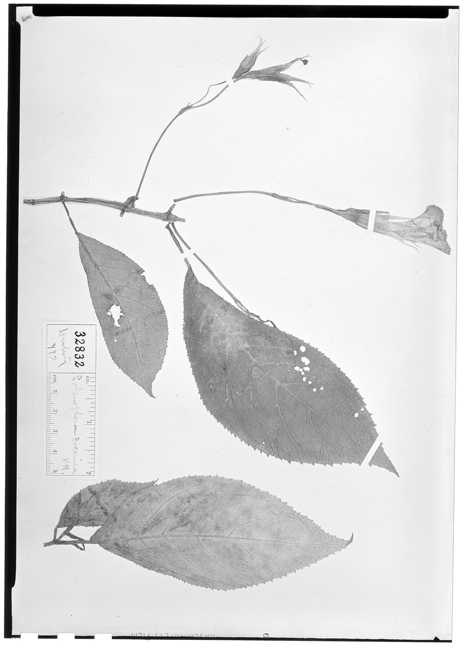 Solenophora coccinea image