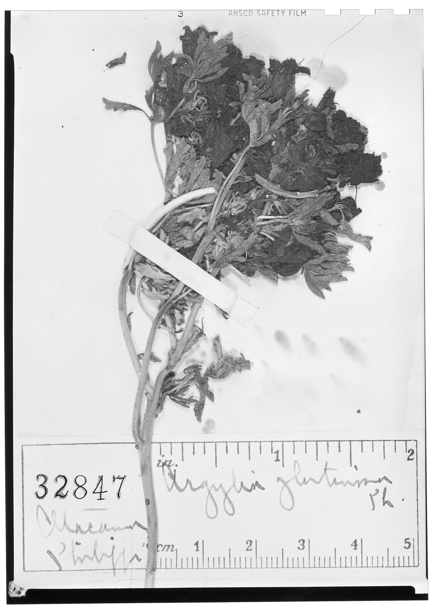 Argylia glutinosa image