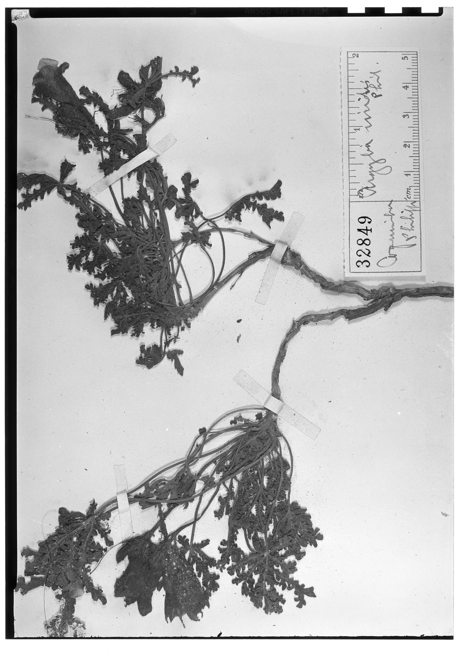 Argylia viridis image