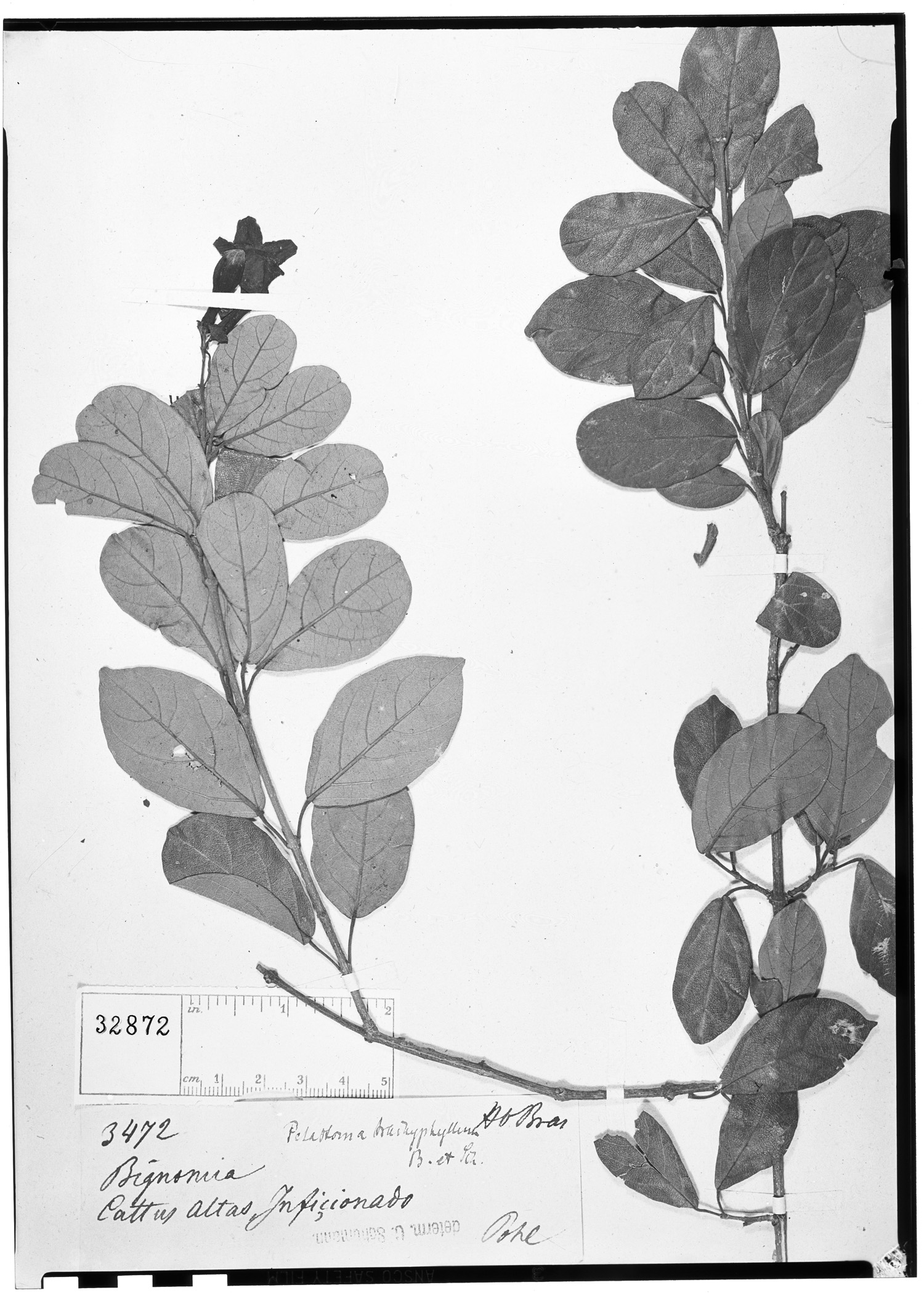 Fridericia trachyphylla image