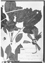 Handroanthus capitatus image