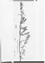 Lamourouxia longiflora image