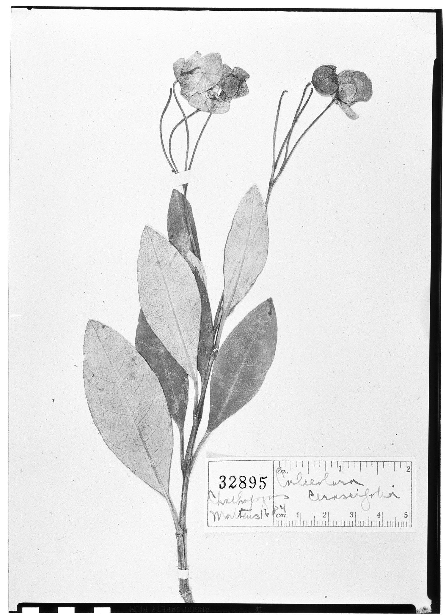 Calceolaria nivalis subsp. cerasifolia image
