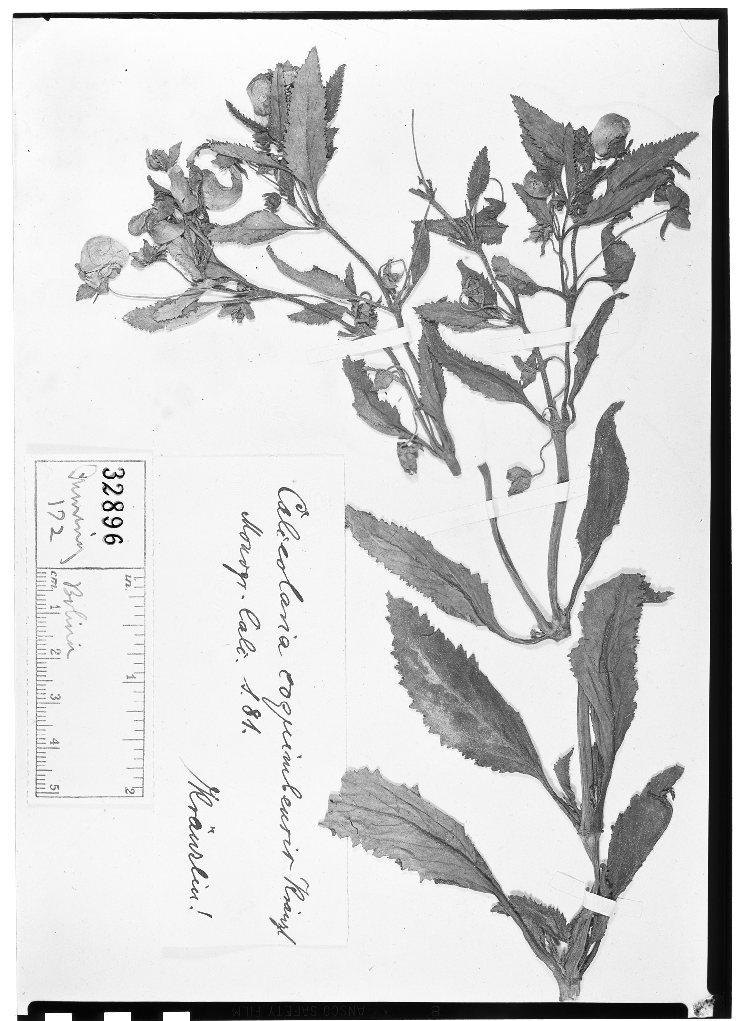 Calceolaria collina subsp. collina image