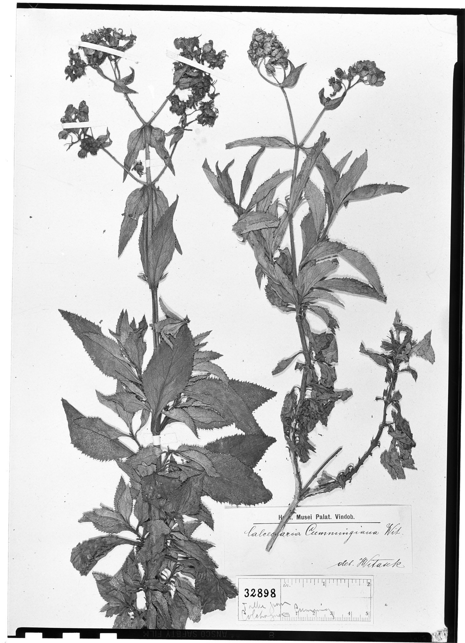 Calceolaria cummingiana image