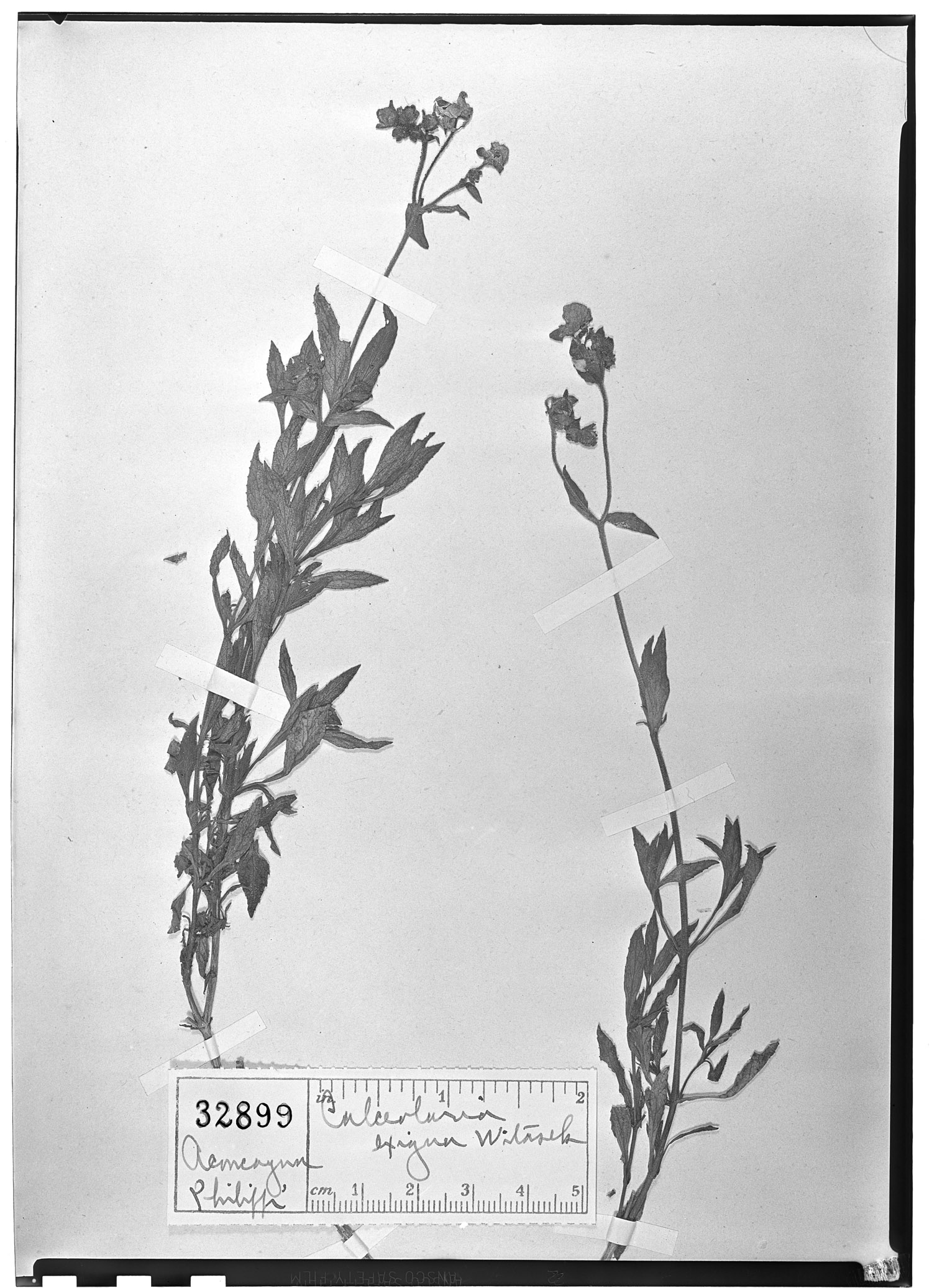 Calceolaria exigua image