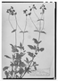 Calceolaria glandulifera image