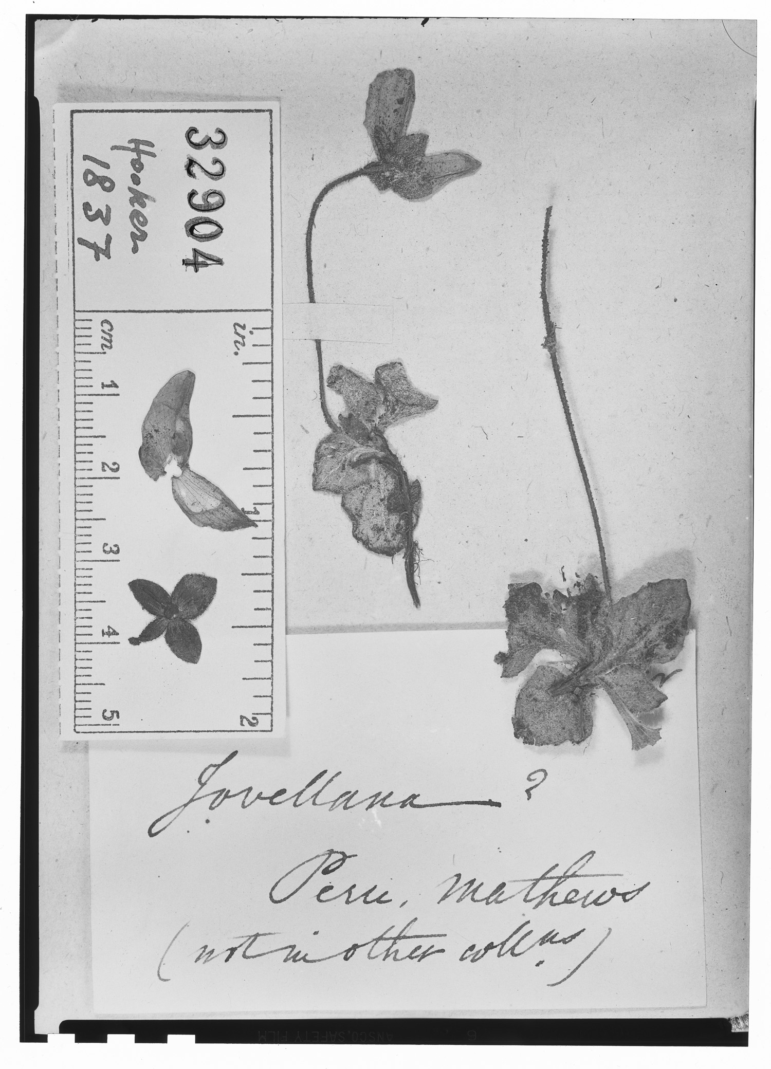 Calceolaria scapiflora image