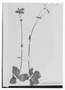 Calceolaria pratensis image