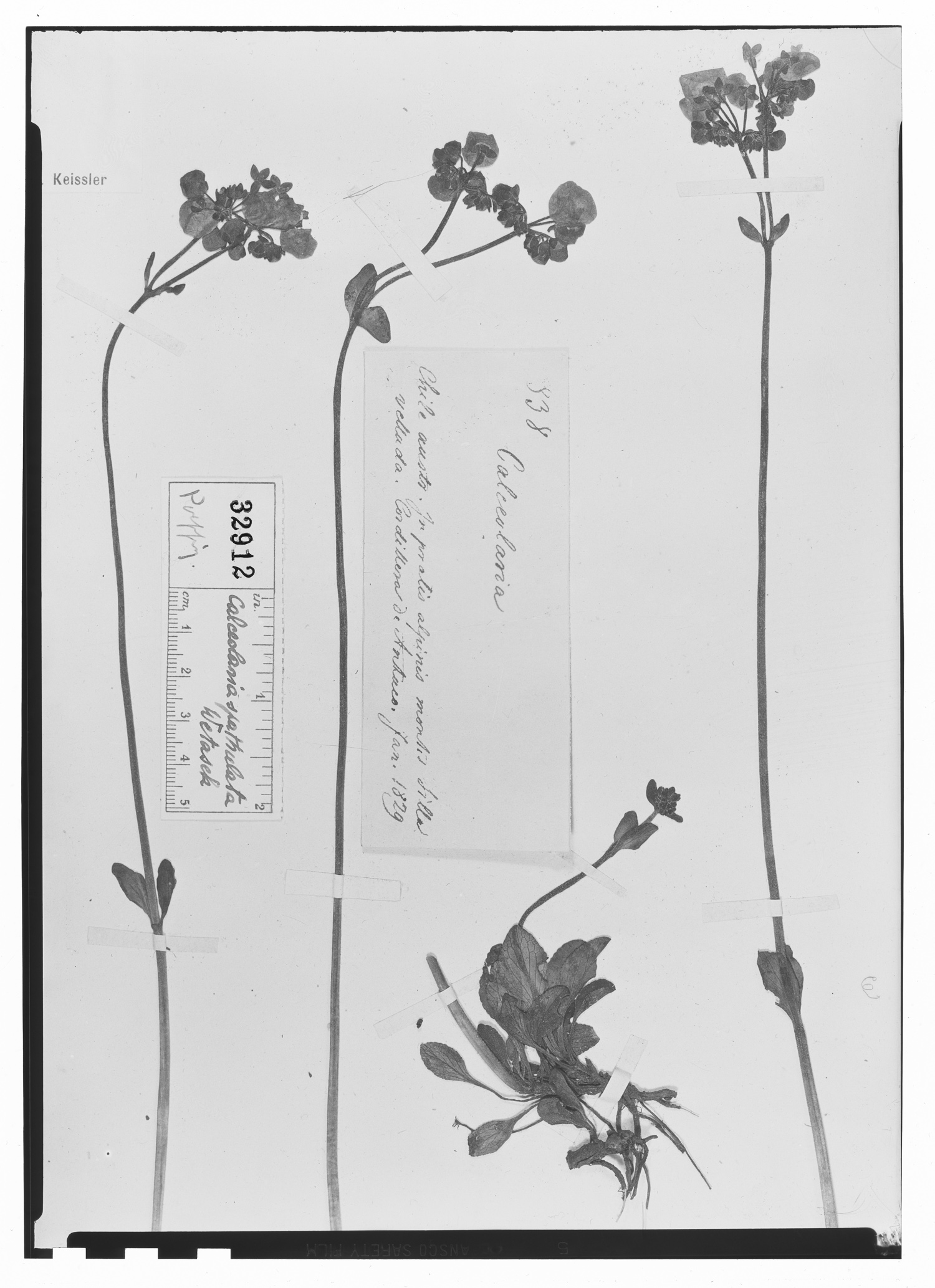Calceolaria spathulata image