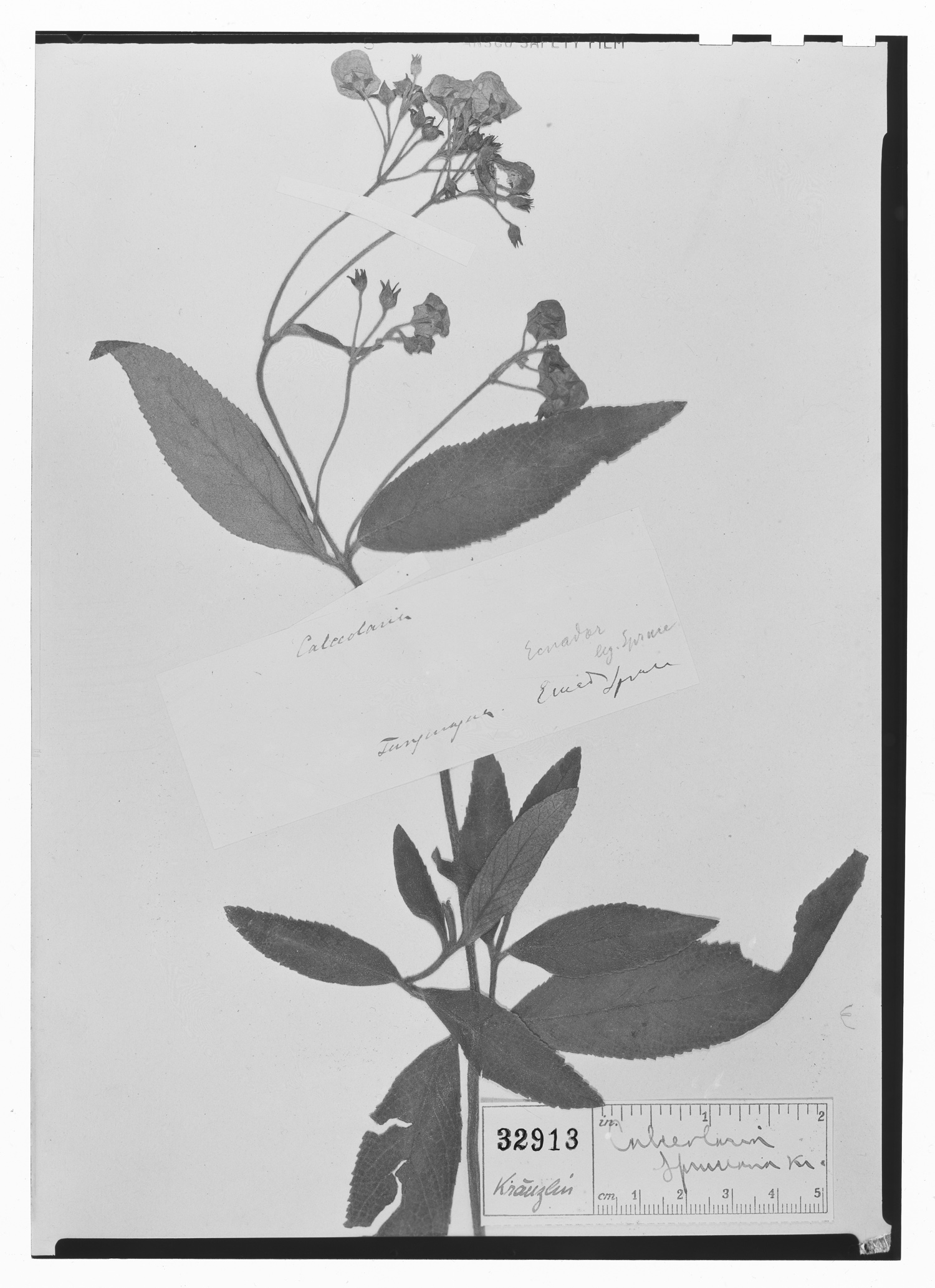 Calceolaria spruceana image