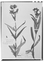 Calceolaria rosmarinifolia image