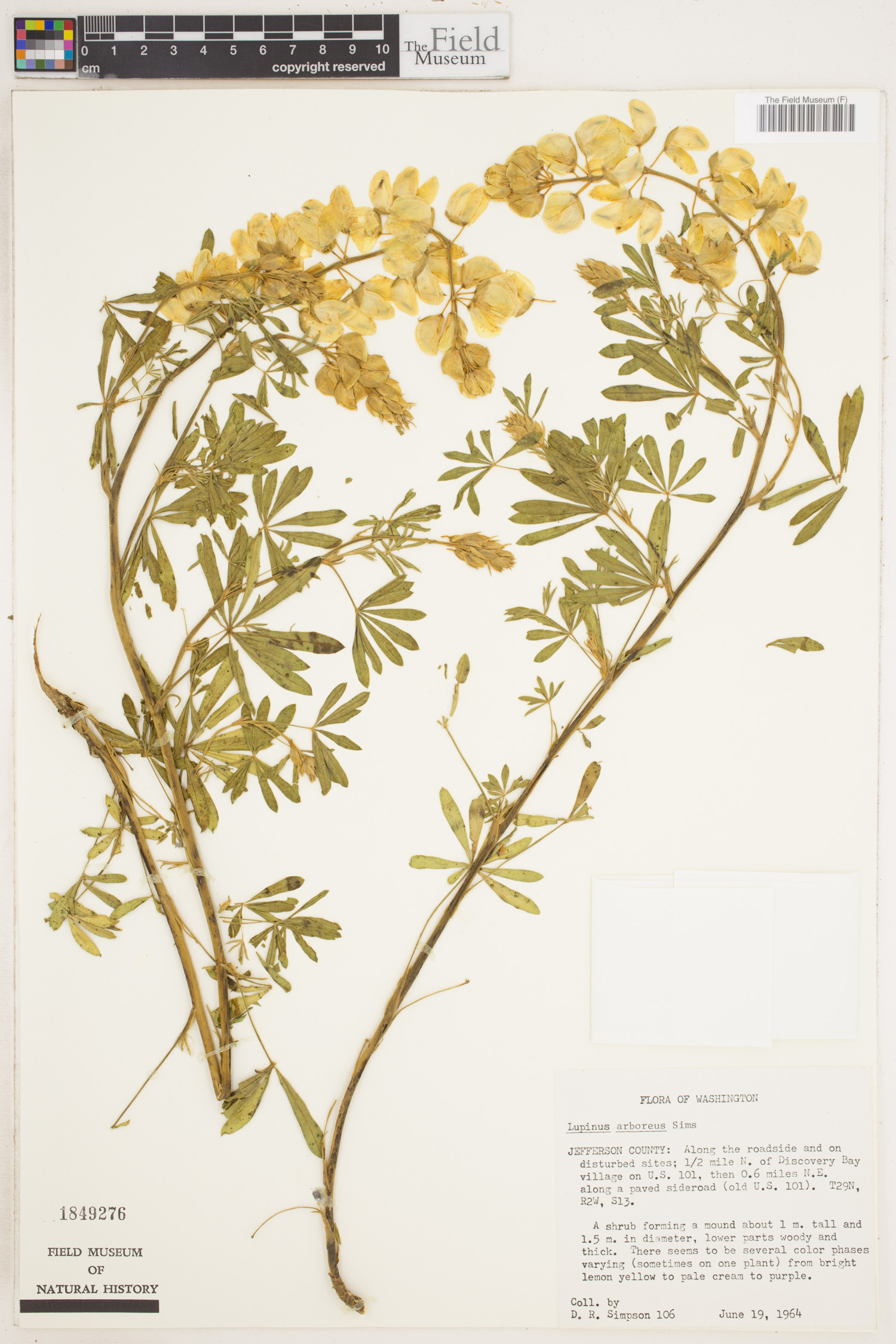 Lupinus arboreus var. arboreus image