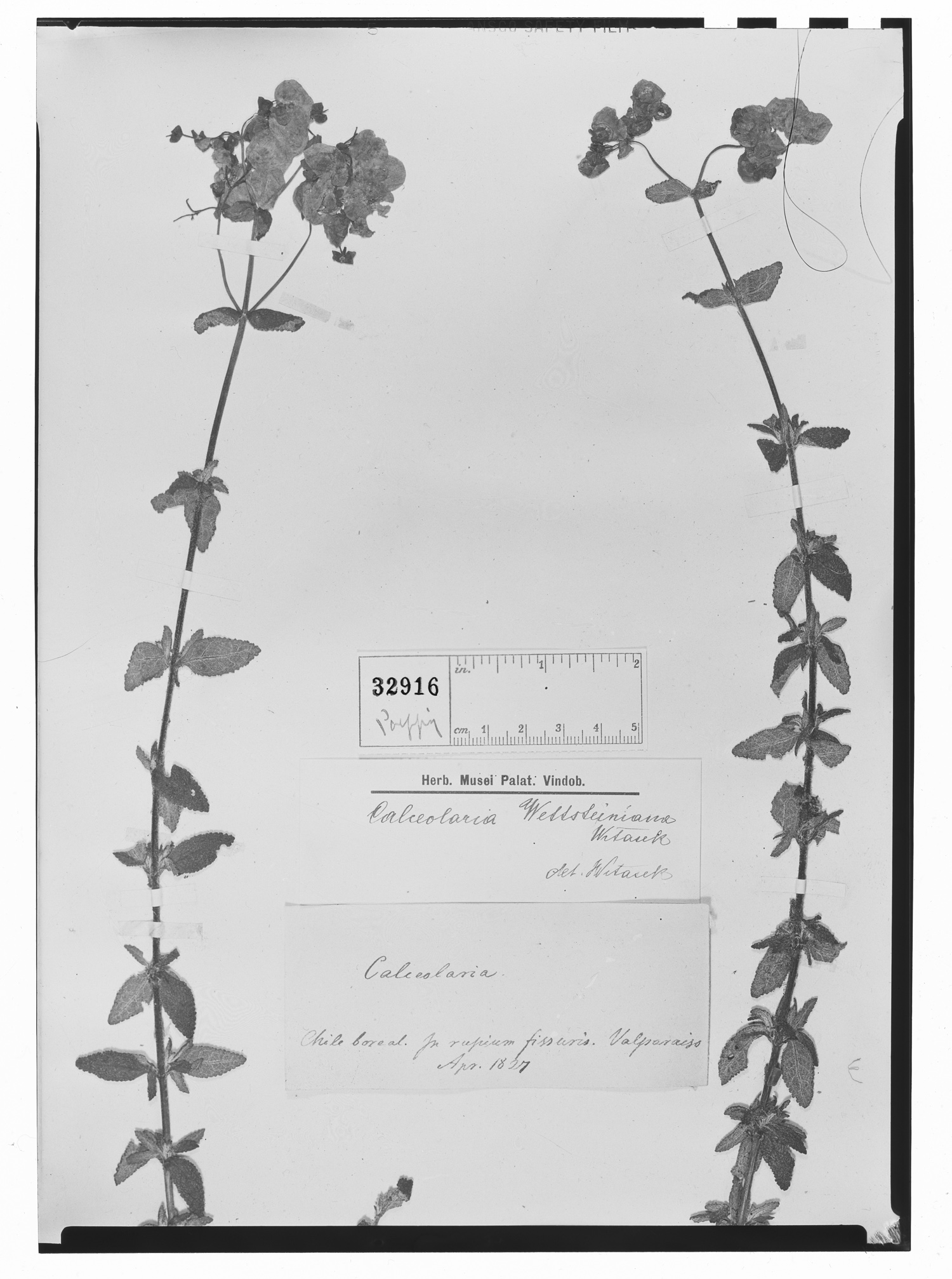 Calceolaria morisii image