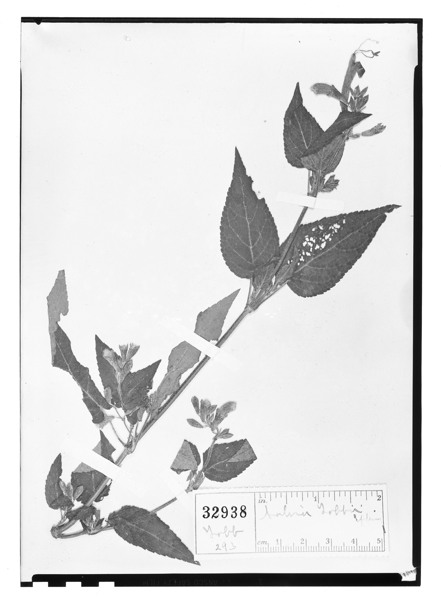 Salvia lobbii image