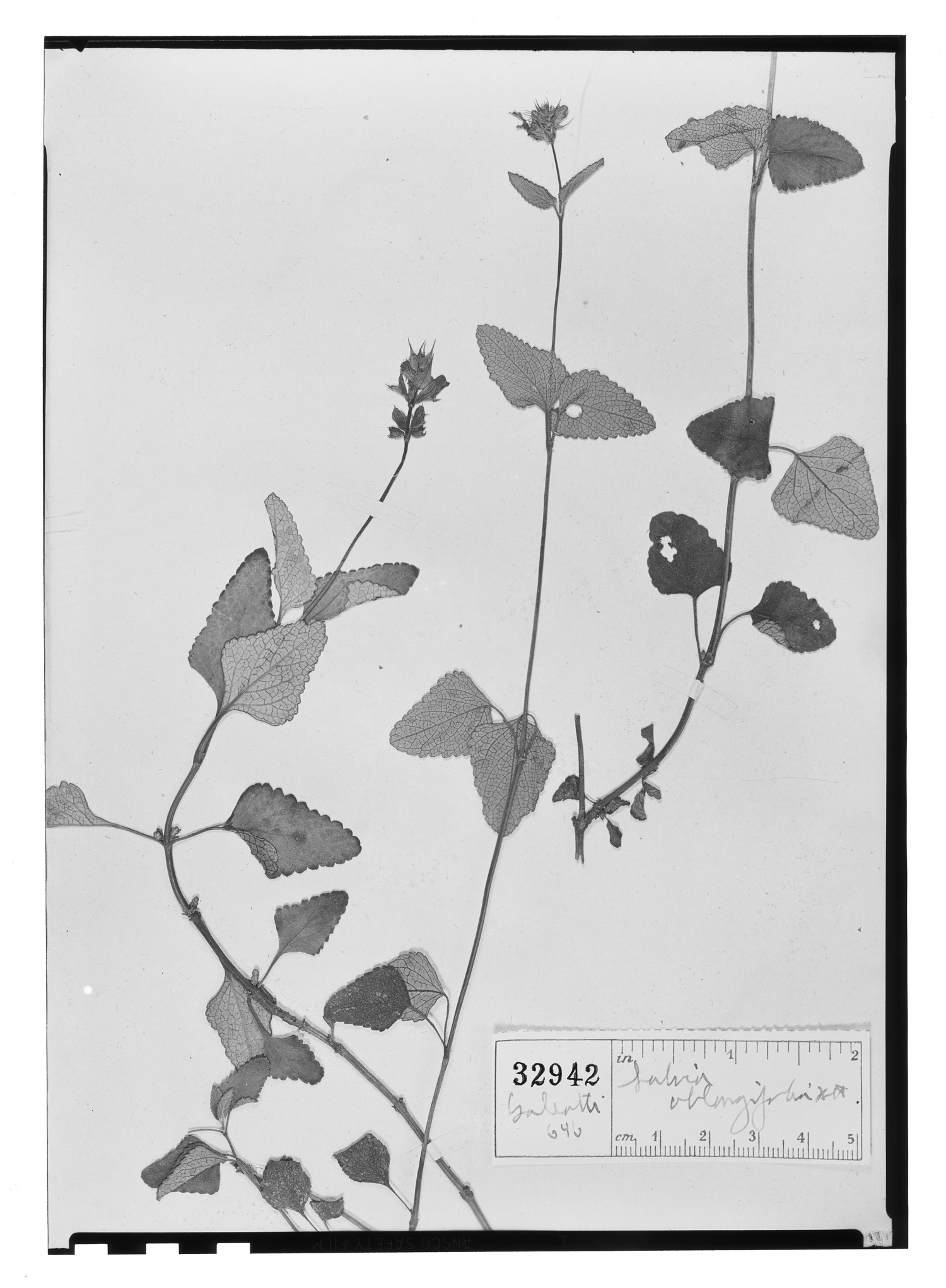 Salvia oblongifolia image