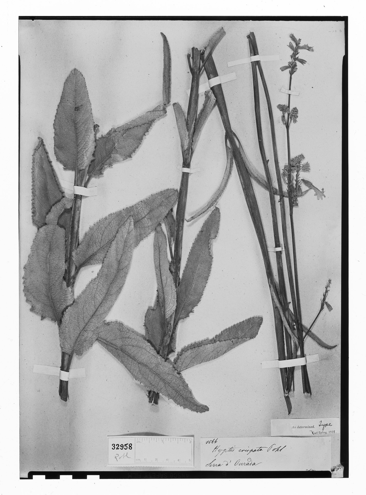 Hypenia crispata image