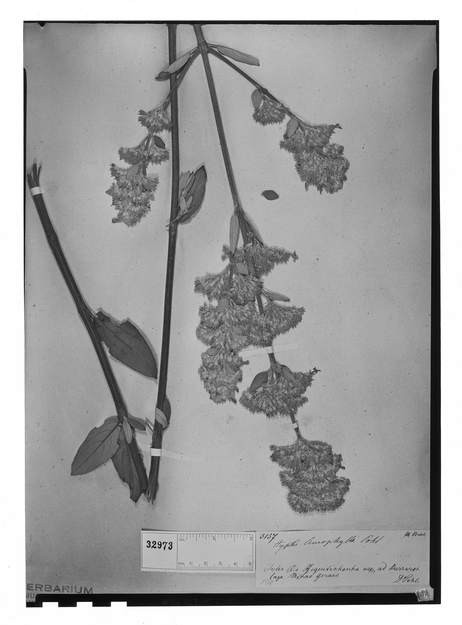 Hyptidendron leucophyllum image