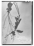 Hypenia reticulata image
