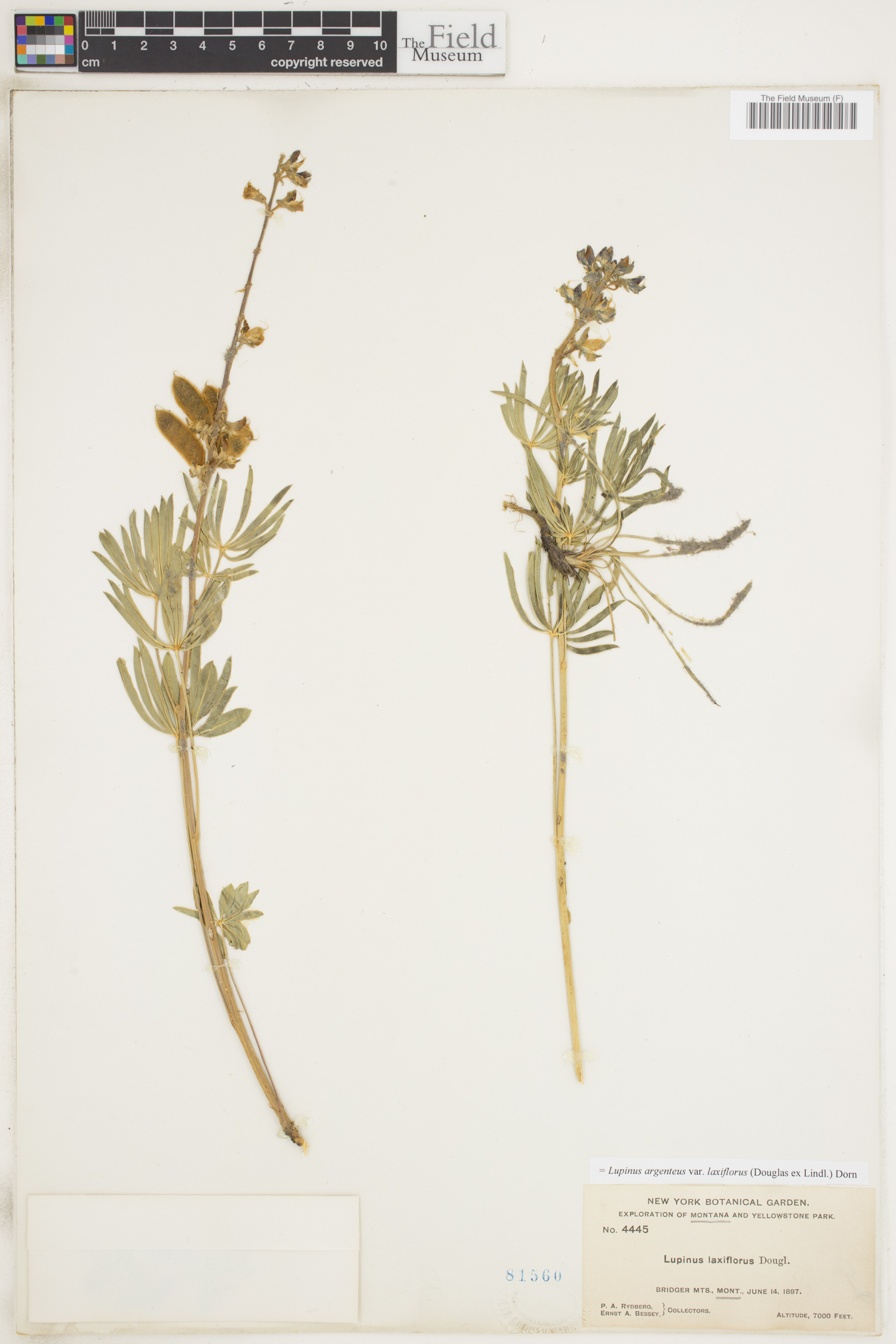 Lupinus argenteus var. laxiflorus image
