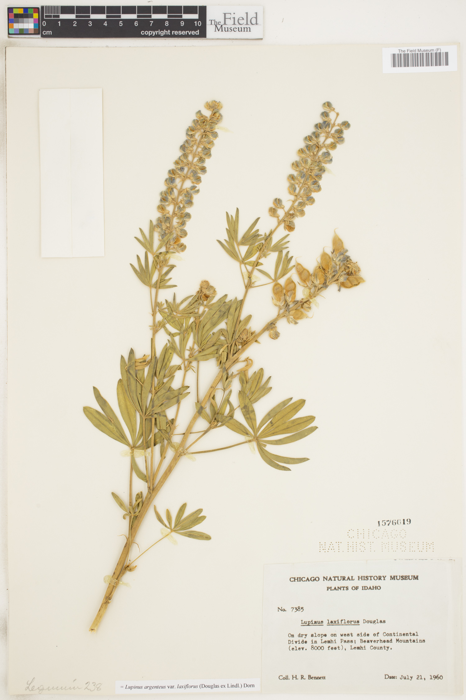 Lupinus argenteus var. laxiflorus image