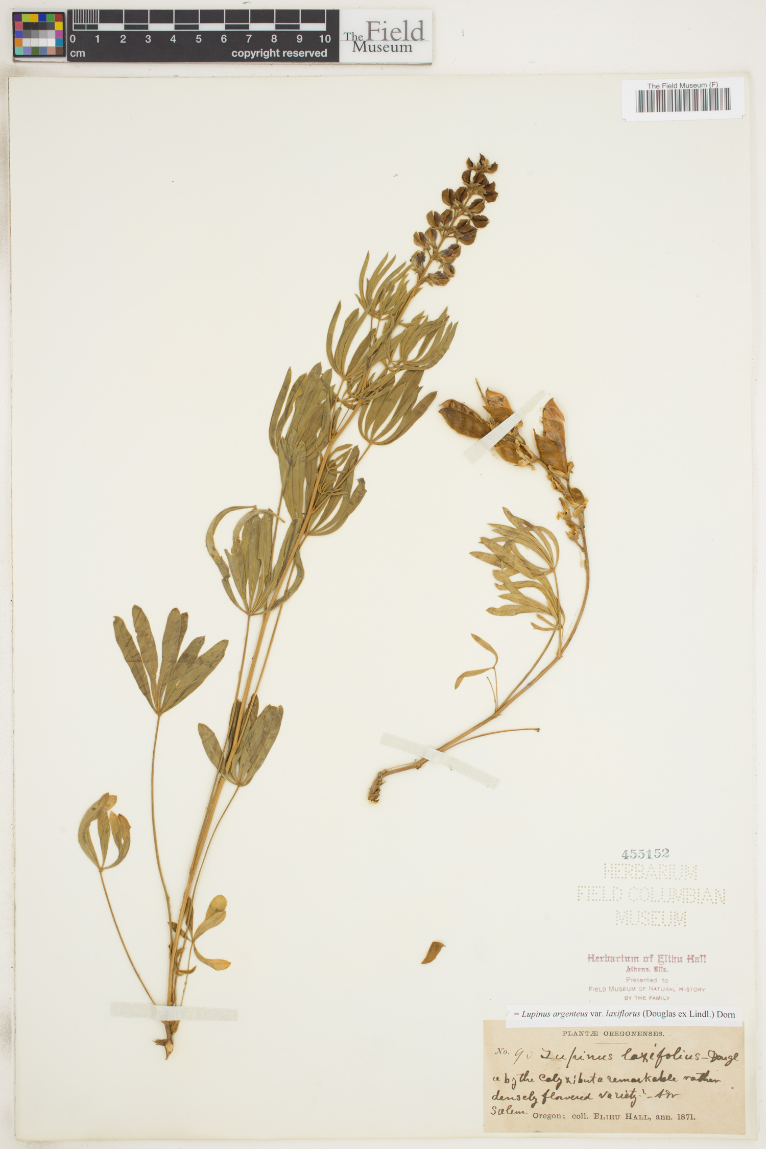 Lupinus argenteus var. laxiflorus image