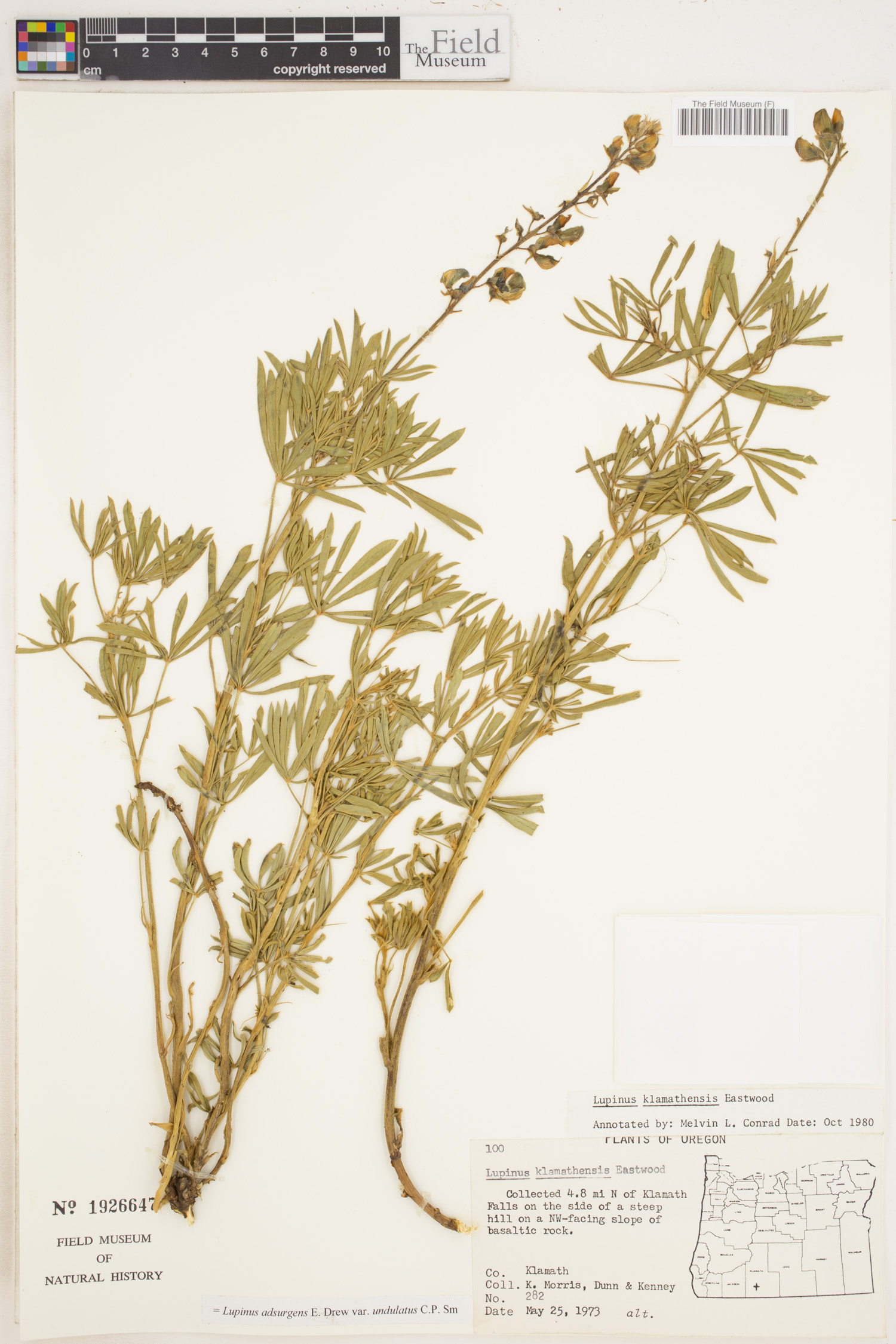 Lupinus adsurgens image