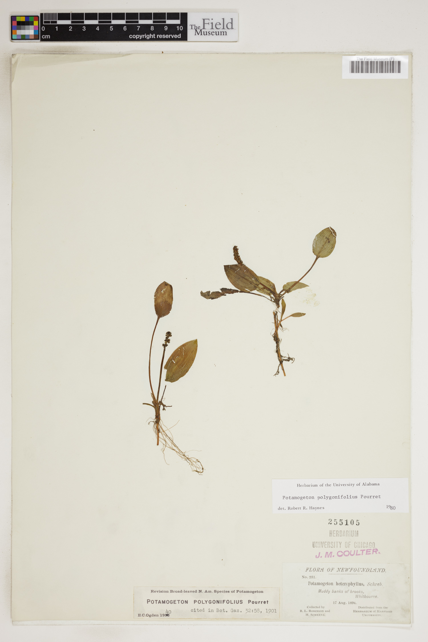 Potamogeton polygonifolius image