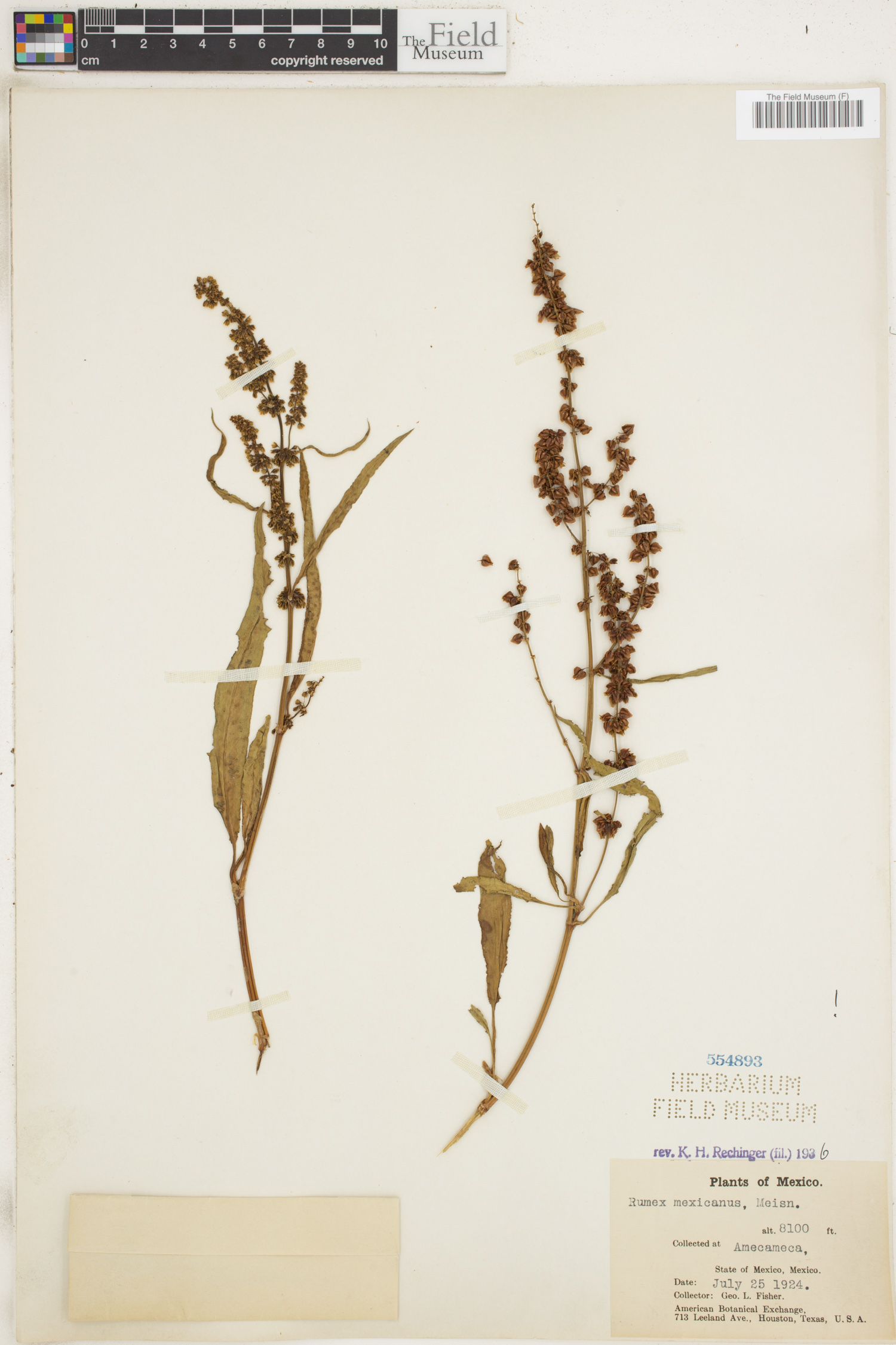 Rumex mexicanus image
